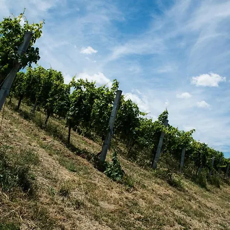 Cantina Le Canà Carassai